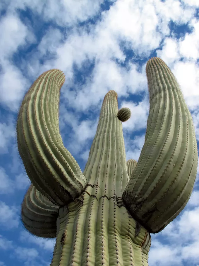 Saguaro Stories - Vimarsana News